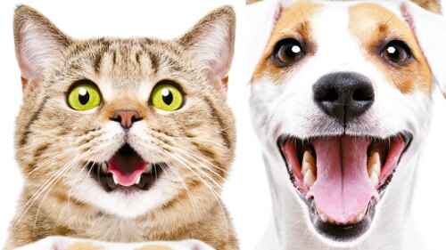 entrenamiento para perros y gatos