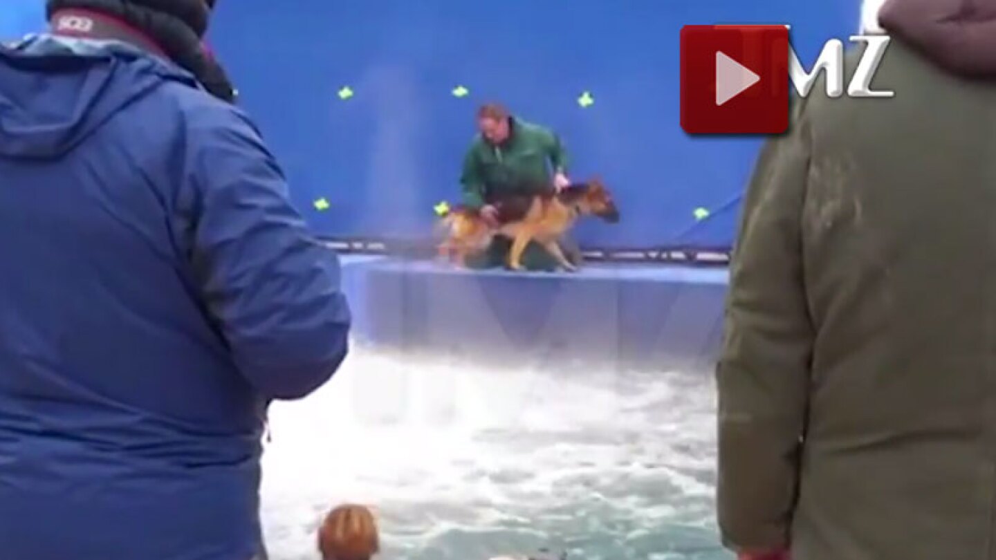 Pastor Alemán maltratado n.