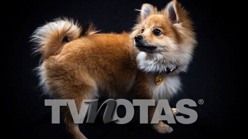 D peludos: ¿Castrar a tu mascota? Descubre los pros y los contras que debes conocer