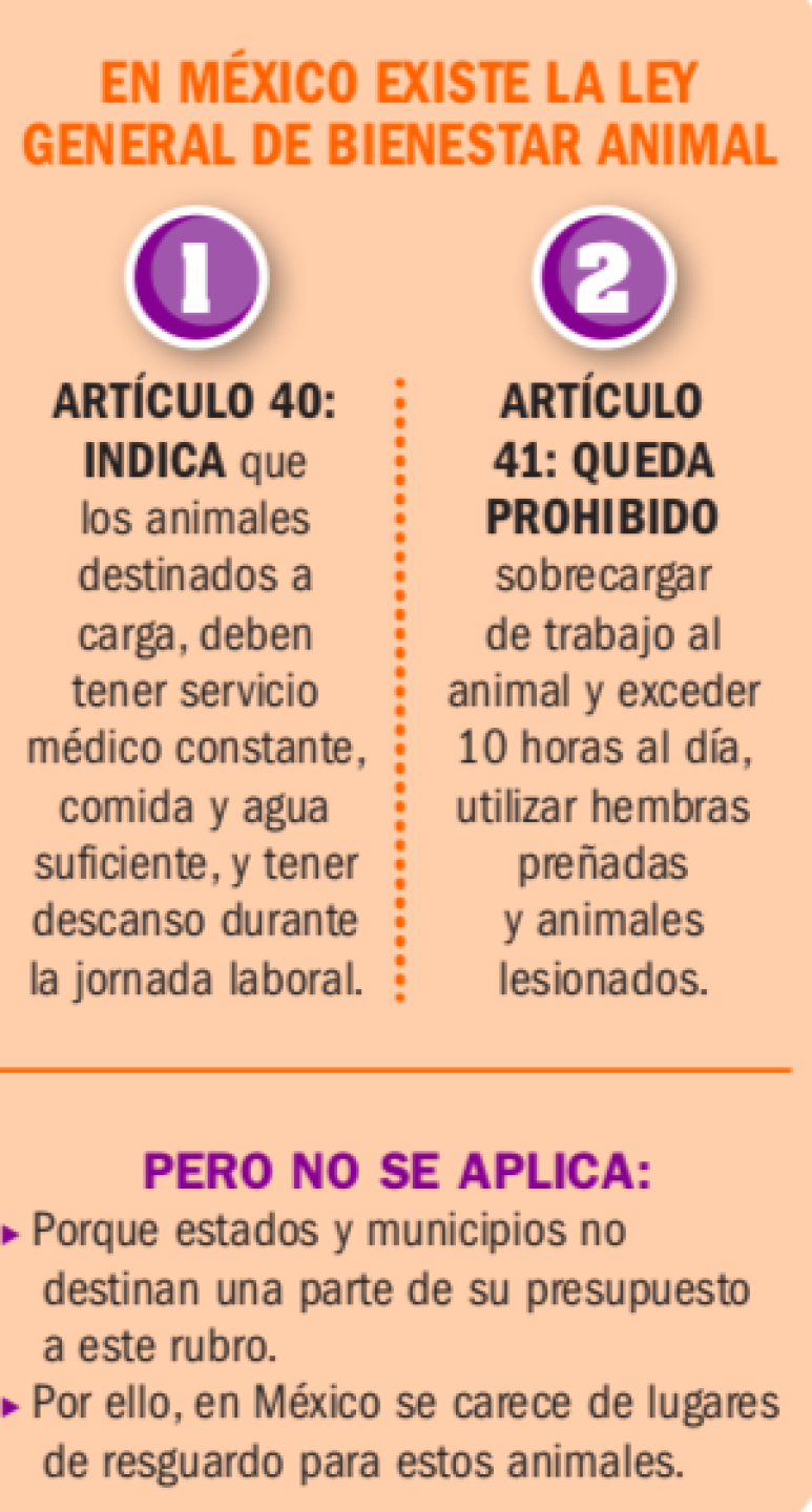 Ley Bienestar animal