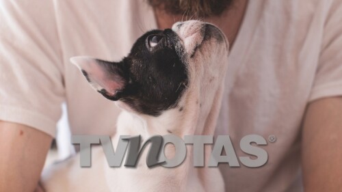 Enfermedades de perros