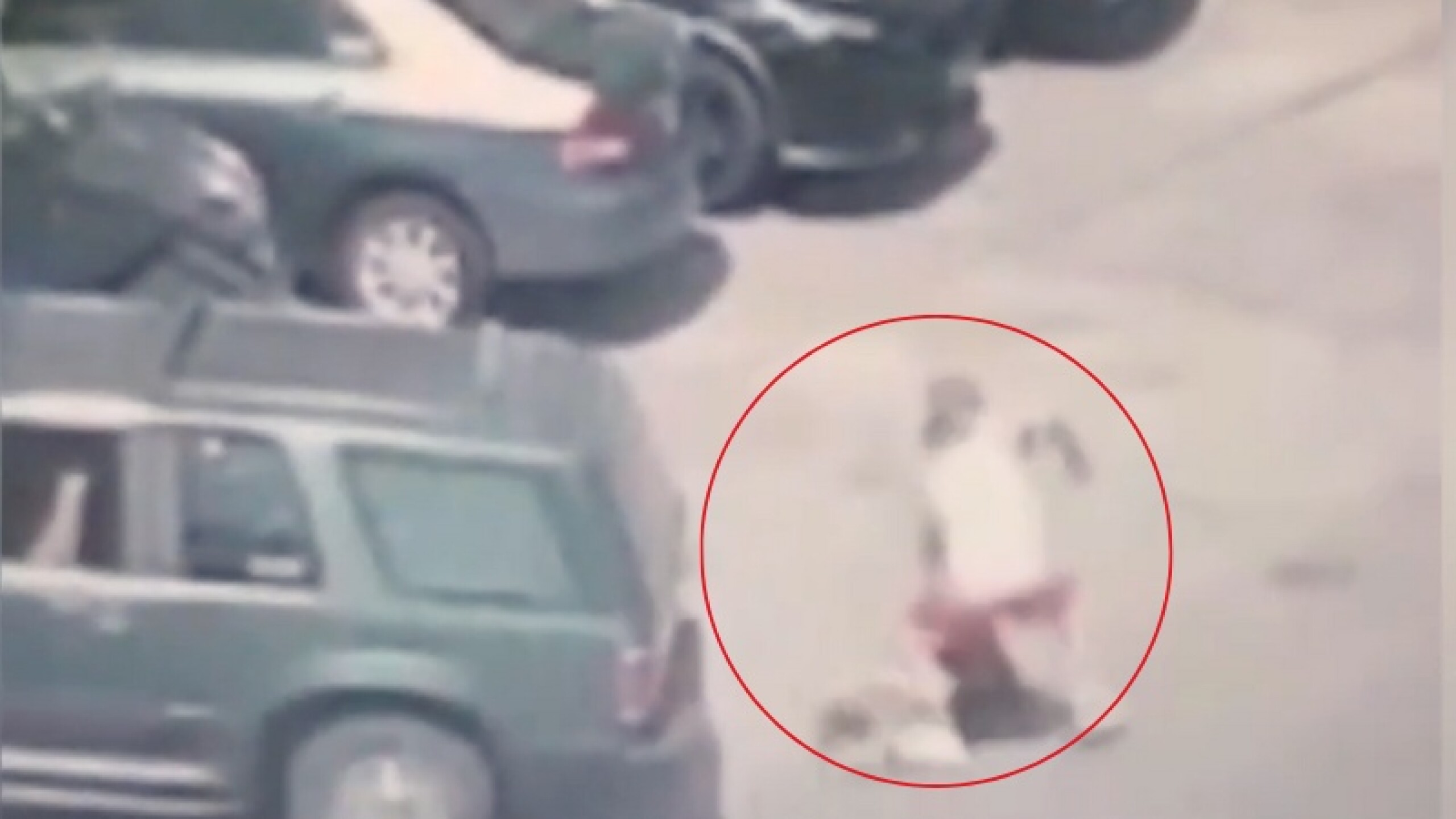 Fofo agrede a mujer video