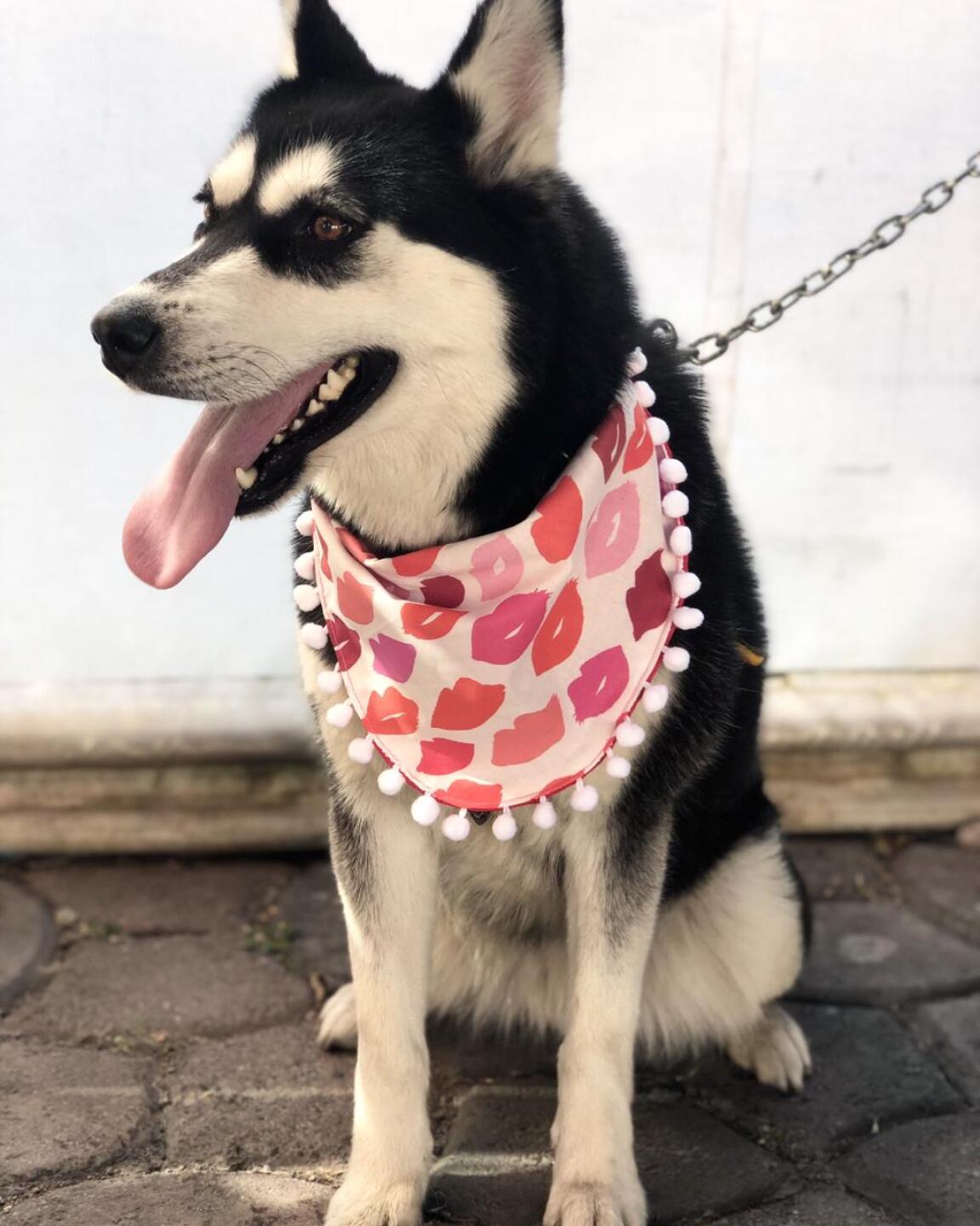 Ferny Graciano, mejor conocida como FernyNator, cose paliacates para perro para en un futuro poner una fundación y rescatar a muchos perritos.