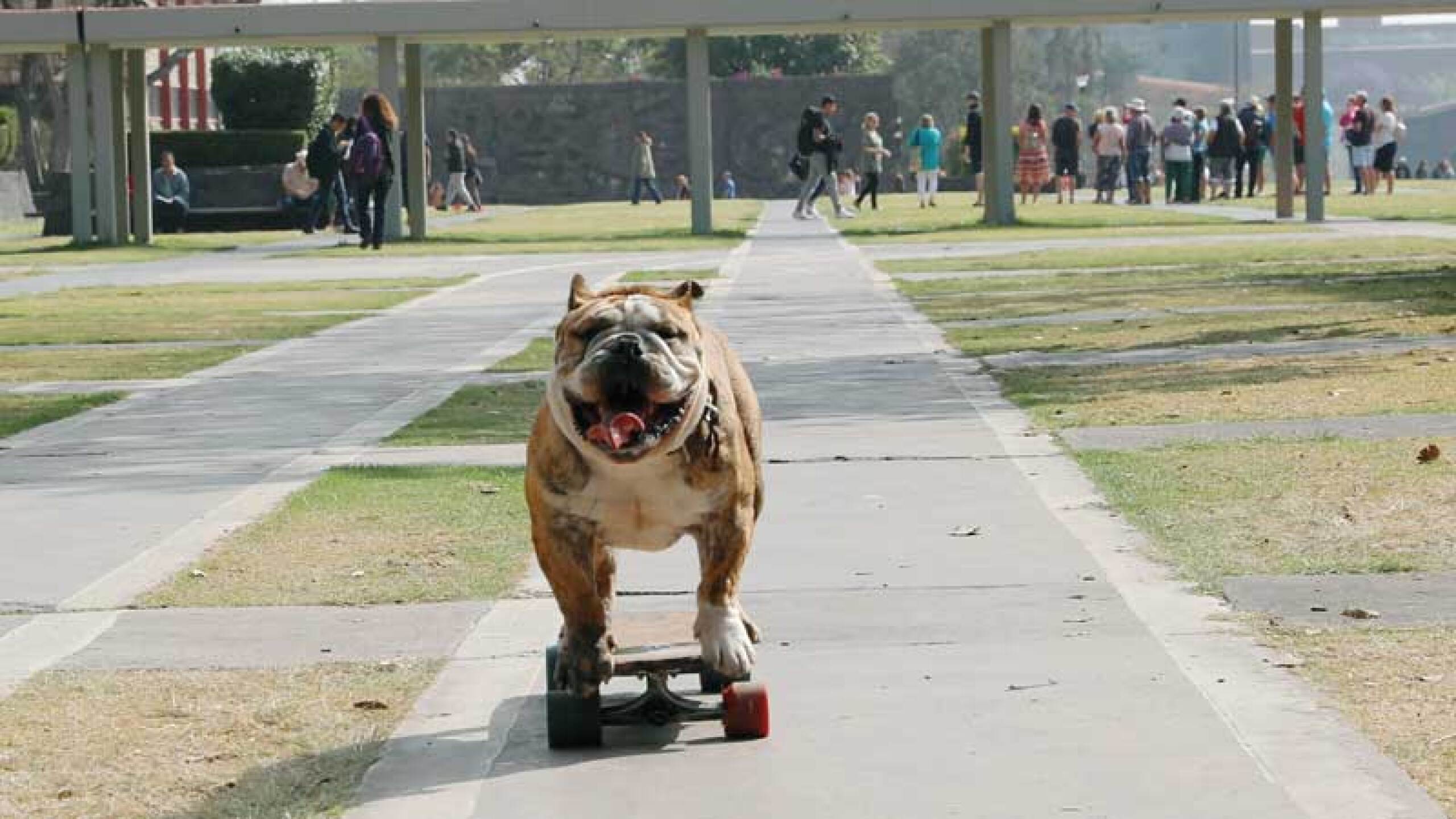 Logan parecería un bulldog común y corriente, pero posee una habilidad muy singular: es un patinador experto.