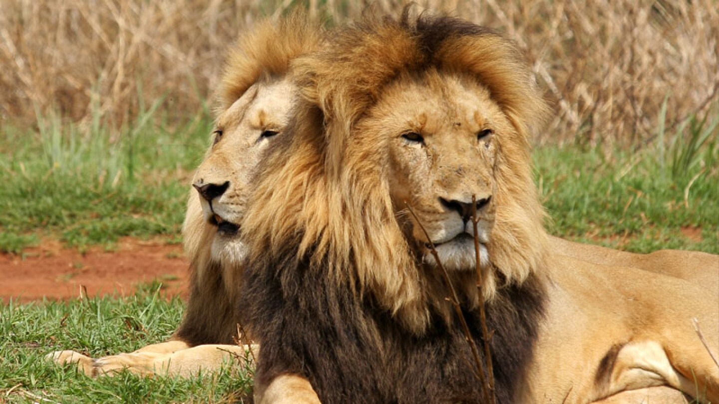 Leones gays n