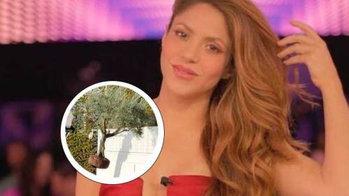 Shakira se lleva importante árbol de Barcelona a Miami
