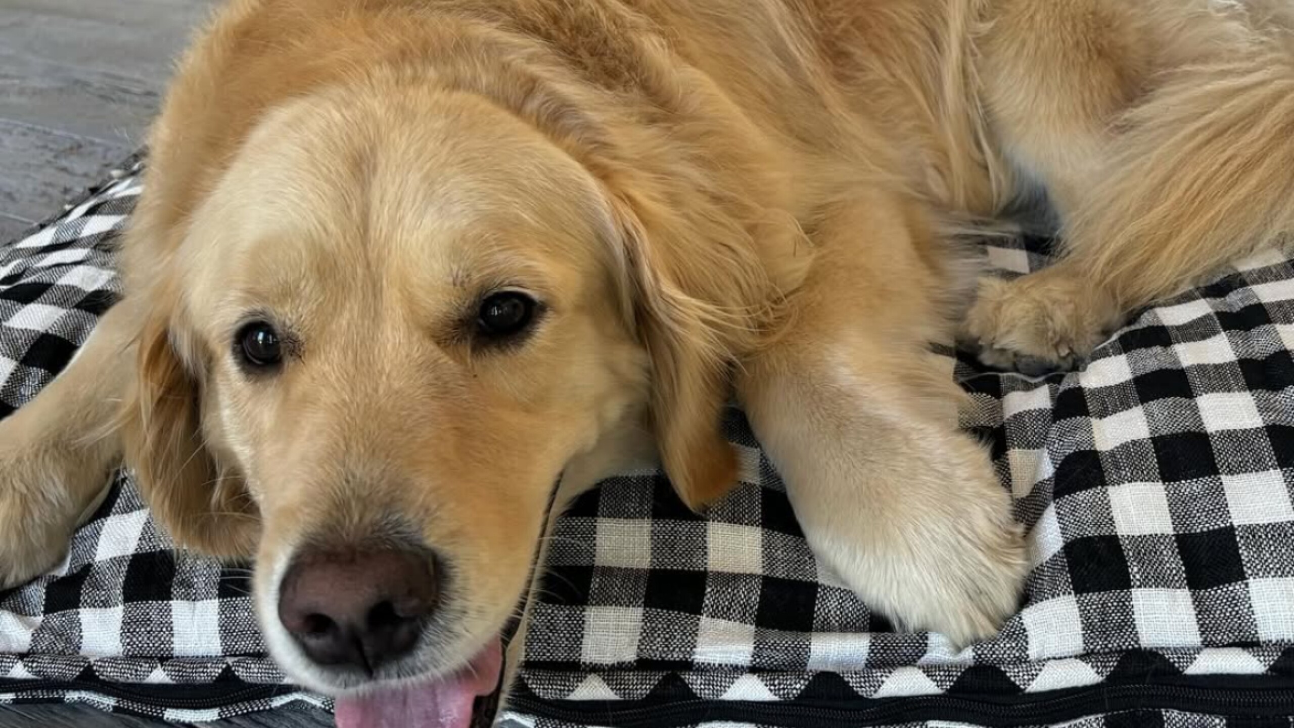 diane-keaton-perro (1).jpg