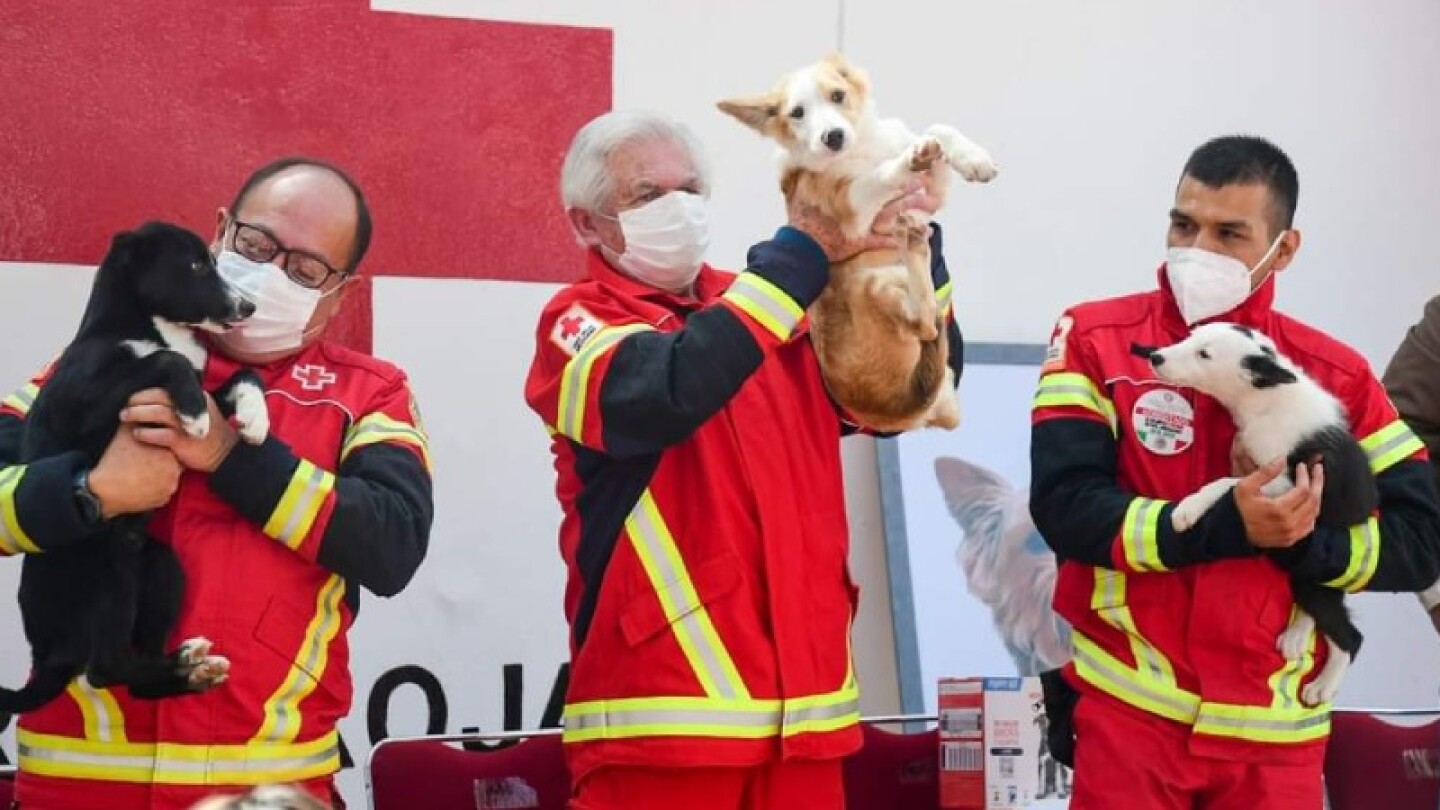 Cruz Roja Mexicana adopción cachorros rescatistas