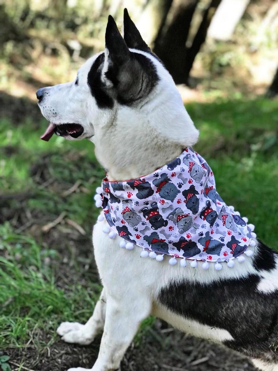 Ferny Graciano, mejor conocida como FernyNator, cose paliacates para perro para en un futuro poner una fundación y rescatar a muchos perritos.