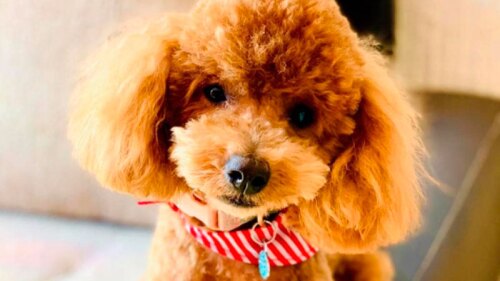 perrito camina en dos patas en video