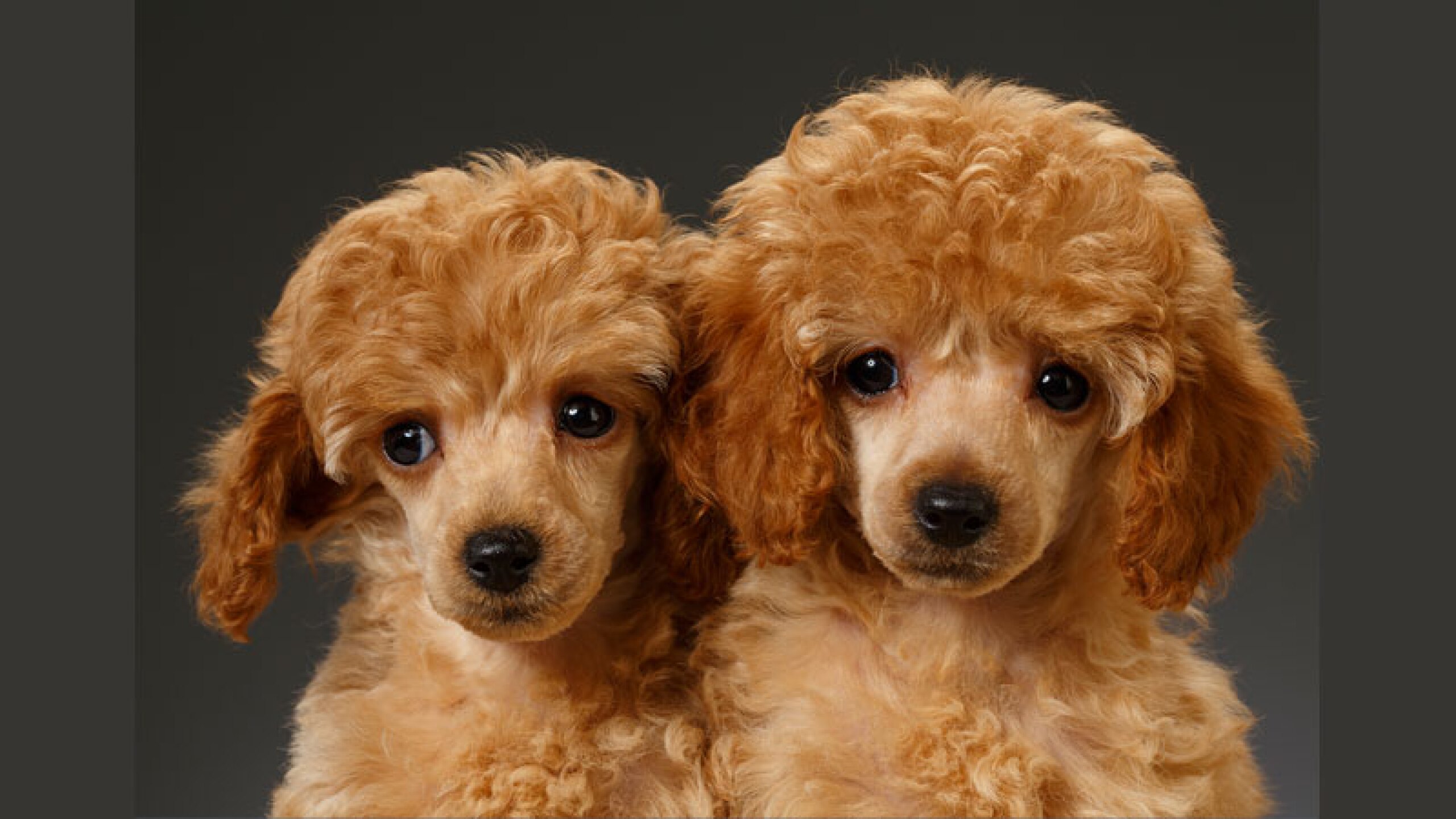 Poodle