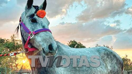 Seres libres asociación