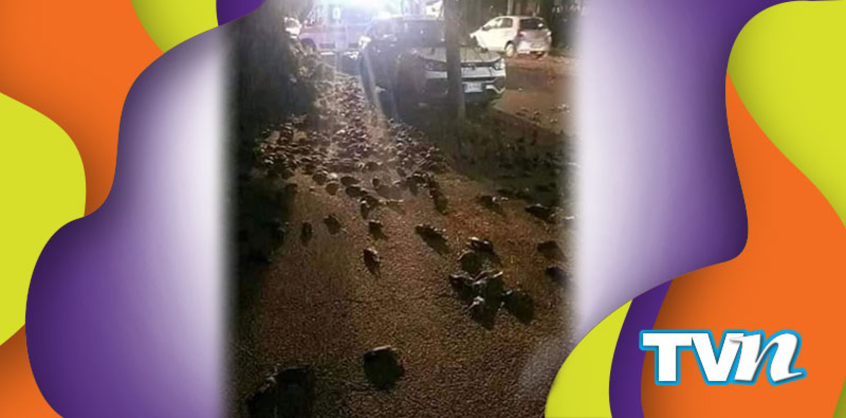 patos dinamarca mueren