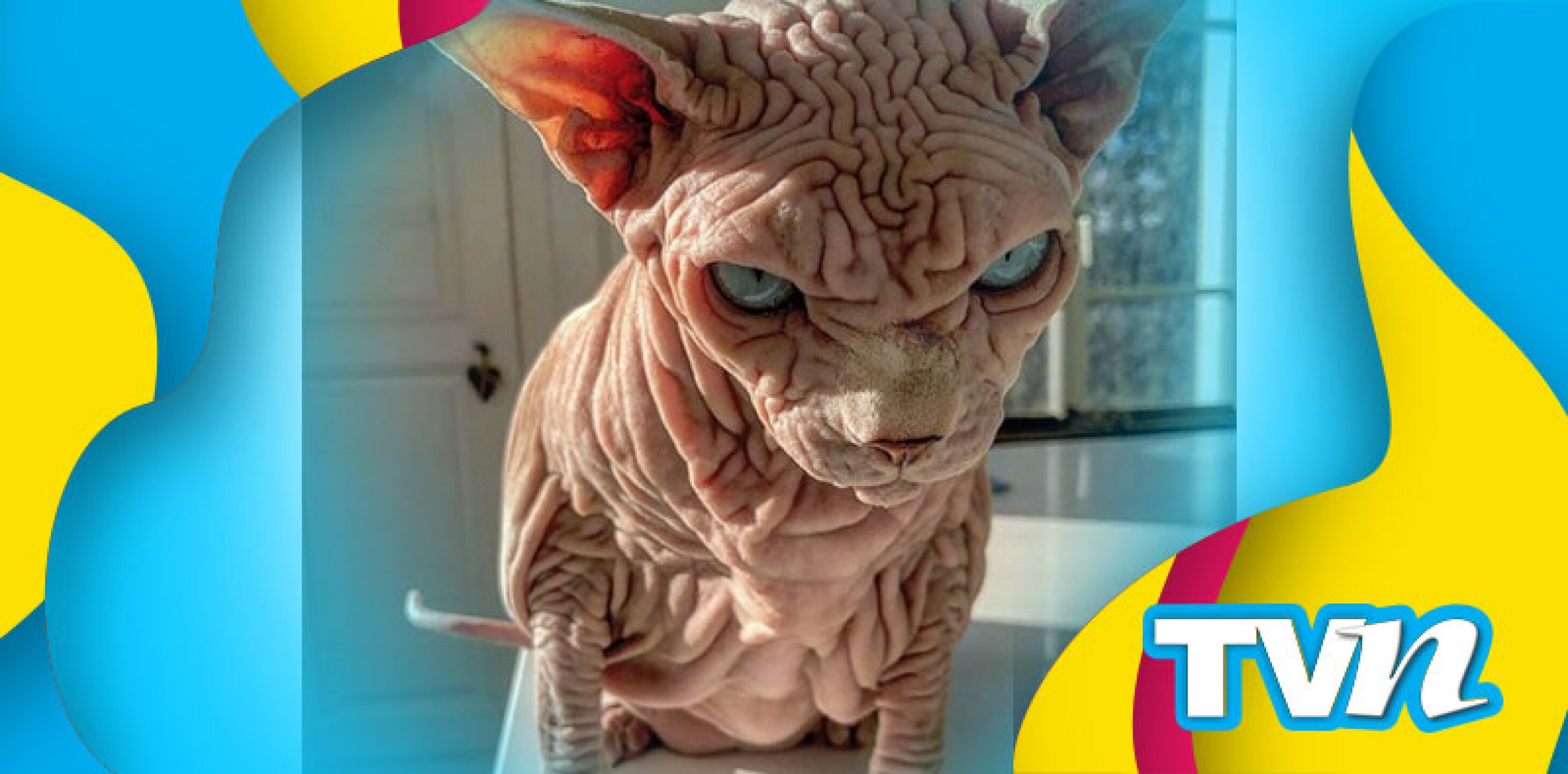 Xherdan the naked cat