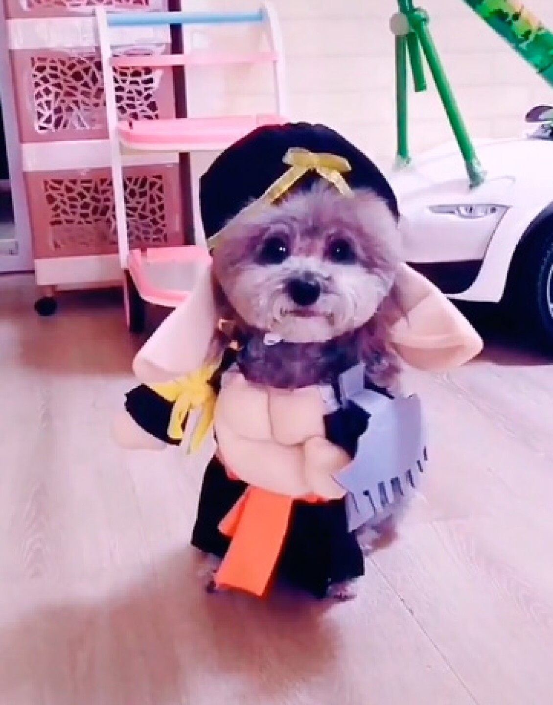 animales virales tiernos redes sociales tik tok