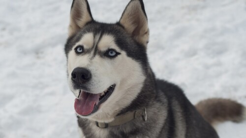 Perro canta junto a niña