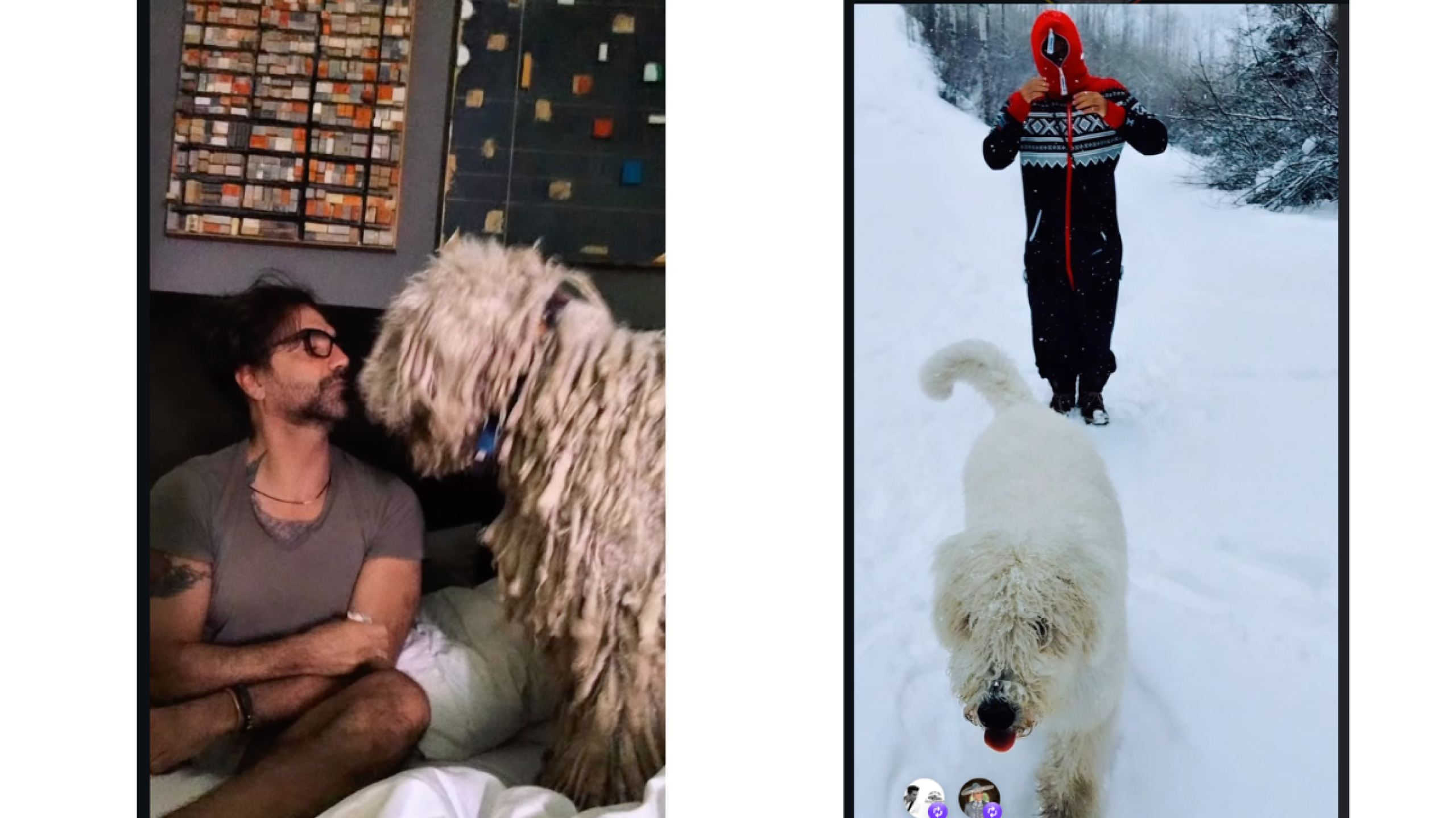 Muere perrito de Alejandro Fernández