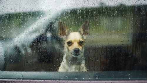 Perro Chihuahua.