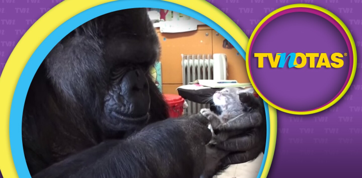 Koko, al no poder ser madre a sus 44 años, adoptó a dos gatitas.