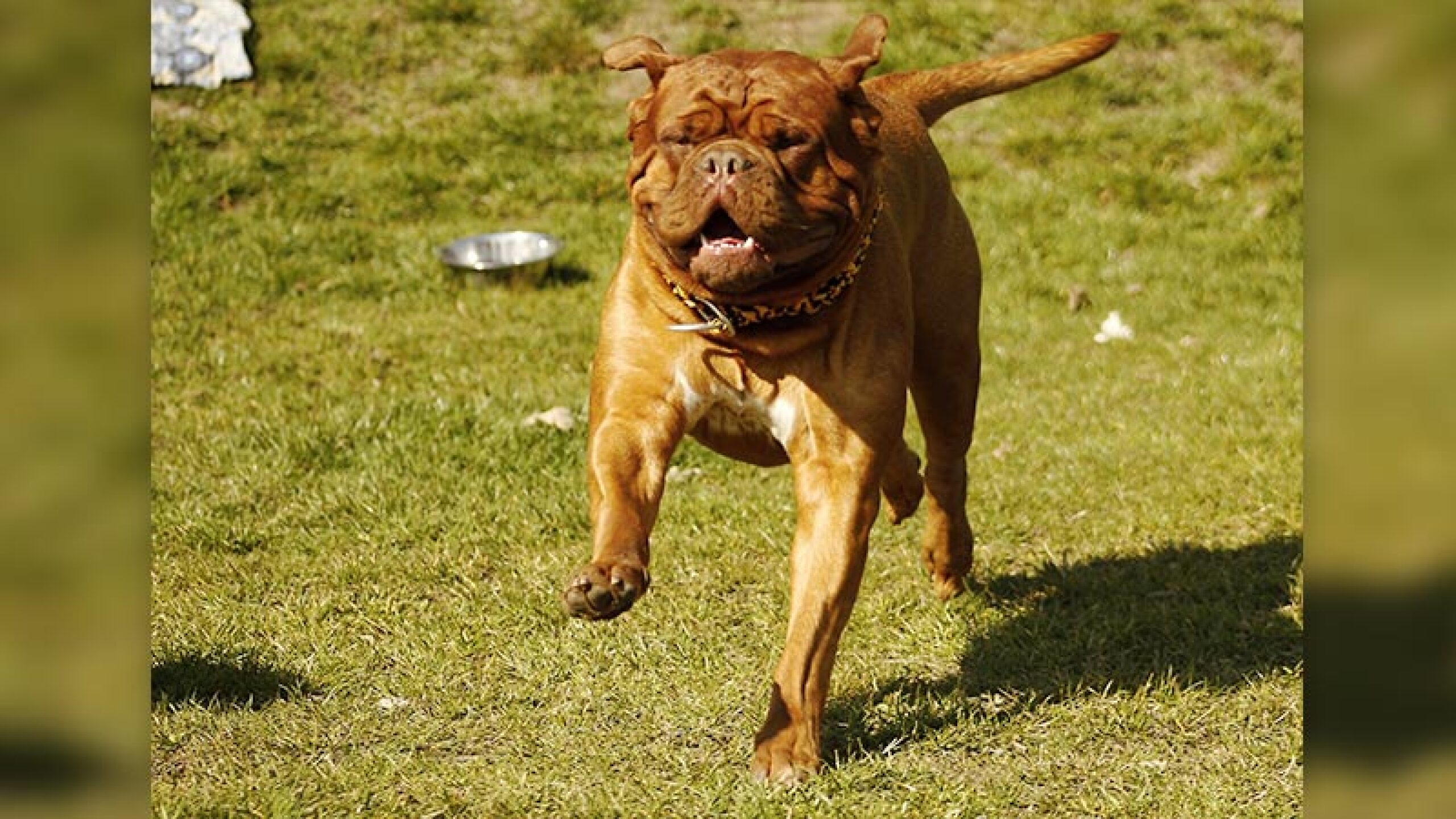 mascotas felices perrihijos perruno
