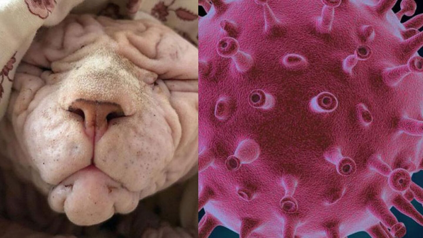 Top viral: Un resumen de lo más visto en la semana