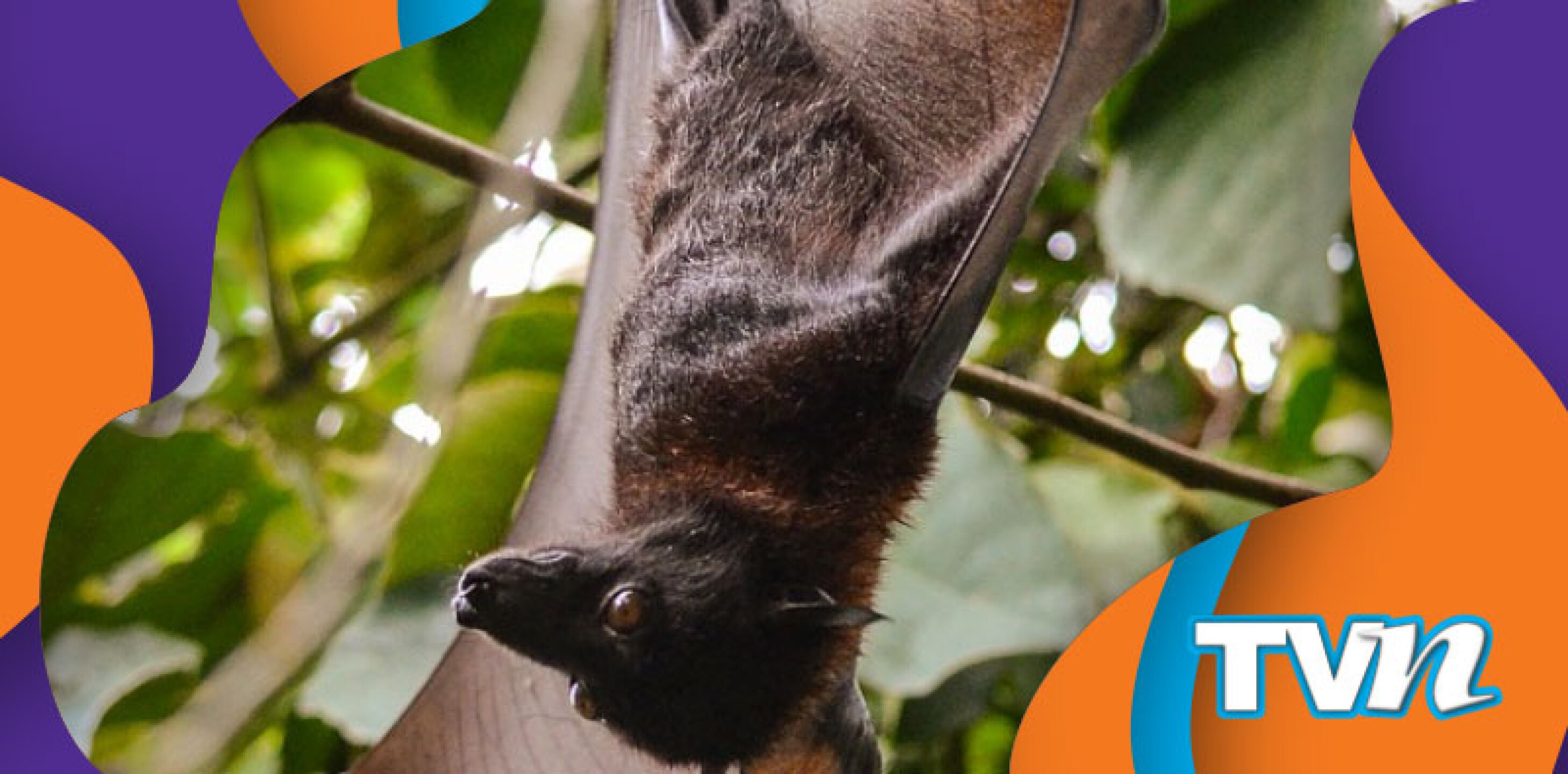 Venden más murciélago en China