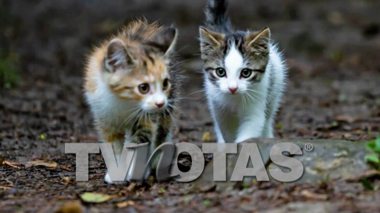 Catología: ¿Qué hacer si encuentras un gatito bebé?