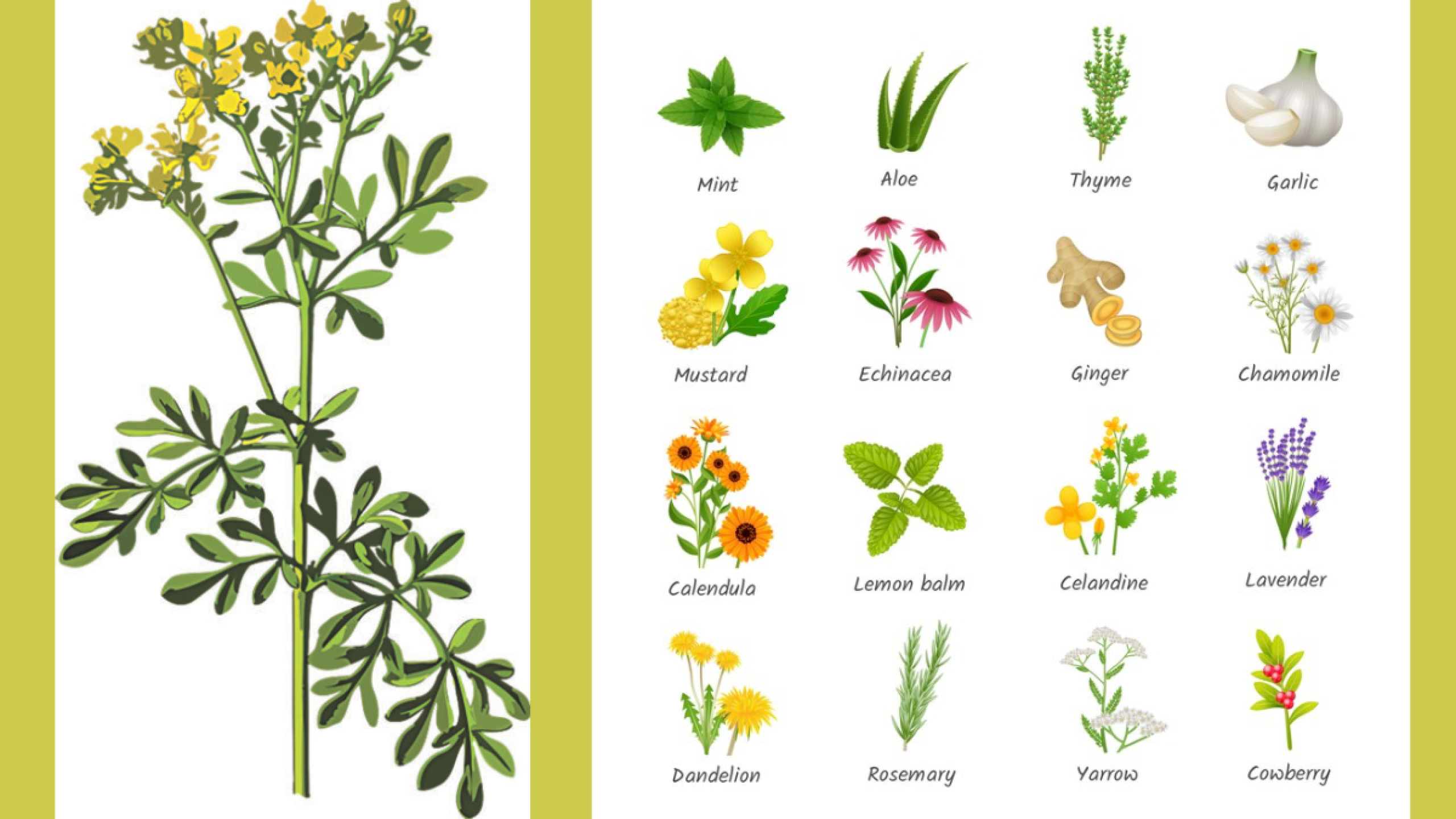 Plantas medicinales