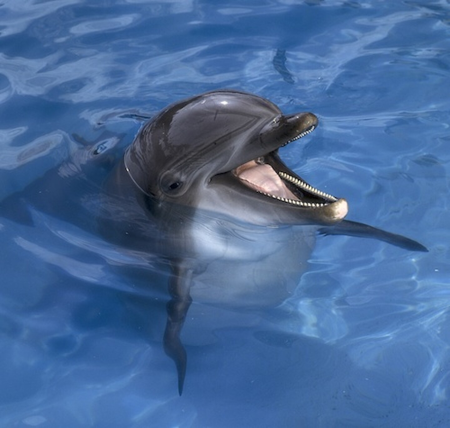 La WWF dio a conocer la situación actual de los delfines de Camboya. Foto: Getty Images