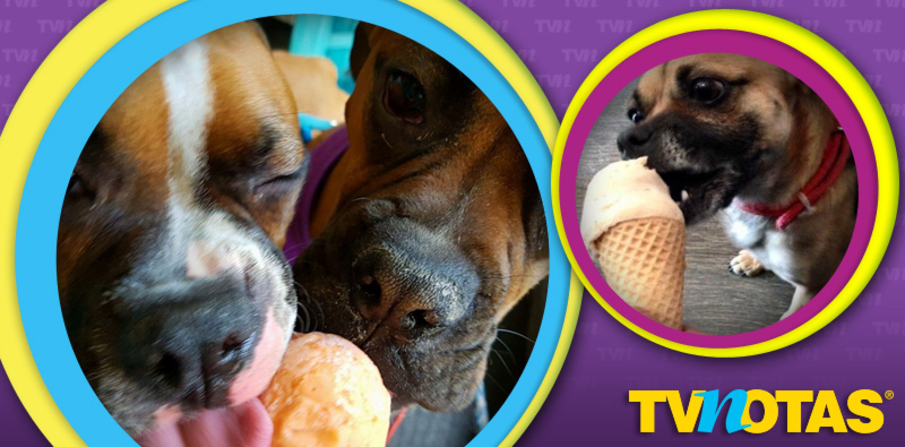 Abren la primera heladería para perros en México