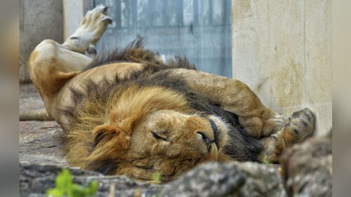 Animales sorprenden con extravagantes posiciones