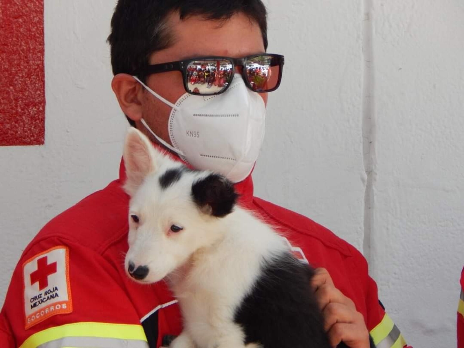 Cruz Roja Mexicana adopción cachorros rescatistas