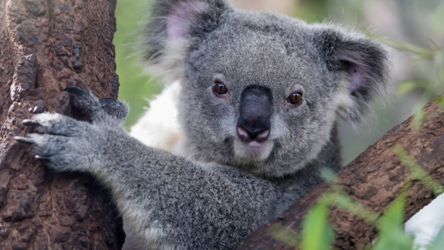 Koalas se pelean en plena carretera y paralizan el tráfico