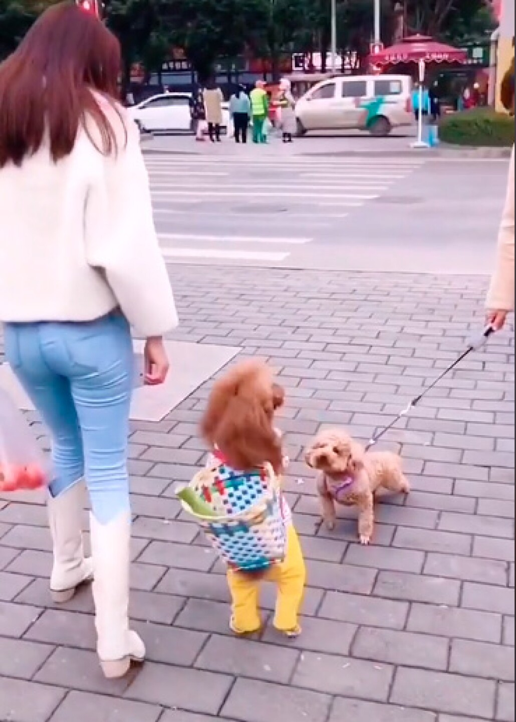 perros virales tik tok camina en dos patas