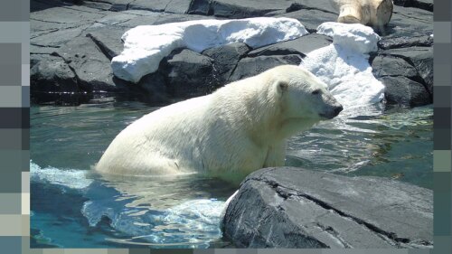 Fallece osa polar debido al dolor que le causó quedarse sola