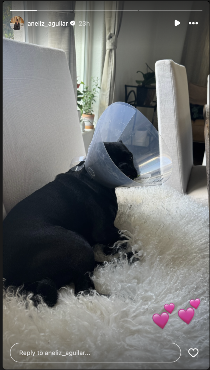 Perrita de Aneliz Aguilar