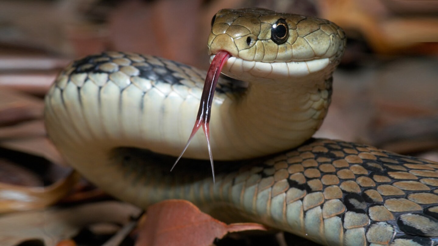 ¡encuentra la serpiente oculta!