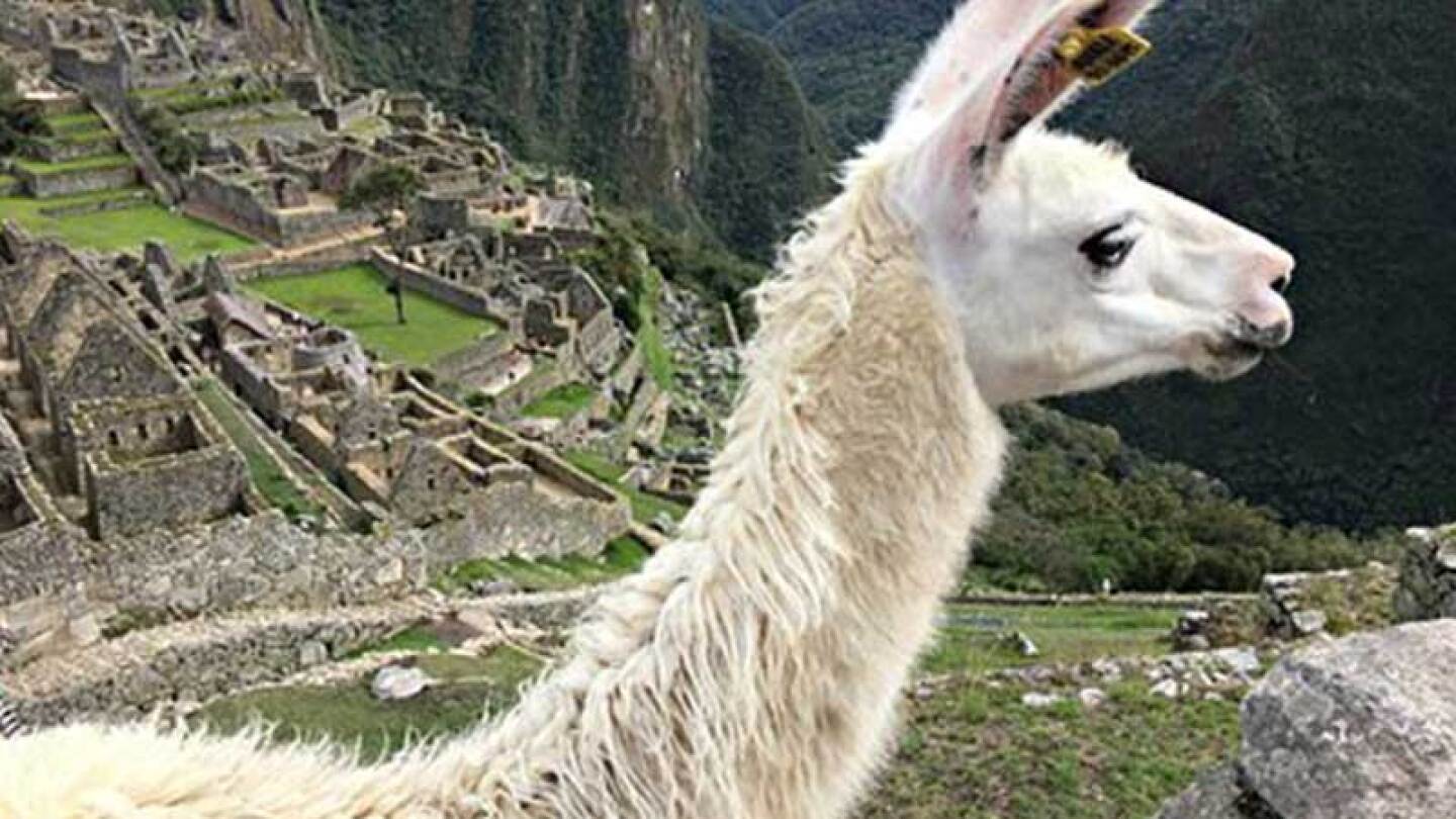 En Perú las llamas son parte del atractivo turístico.