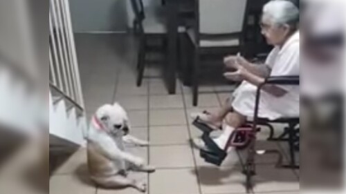 ¡Lo más tierno que verás en el día!, perrito baila mientras su ‘abuelita’ le canta