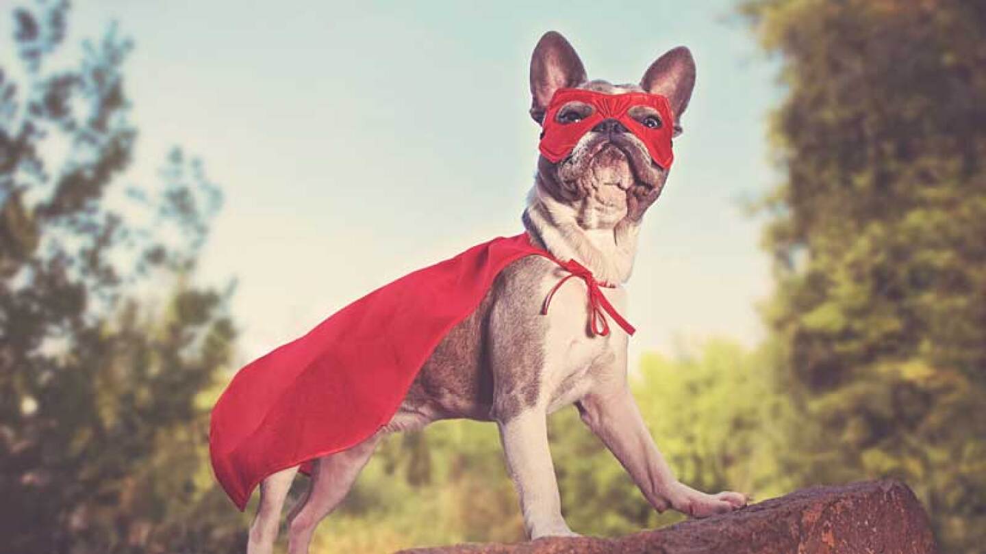 El can defendió al empleado de la gasolinera.