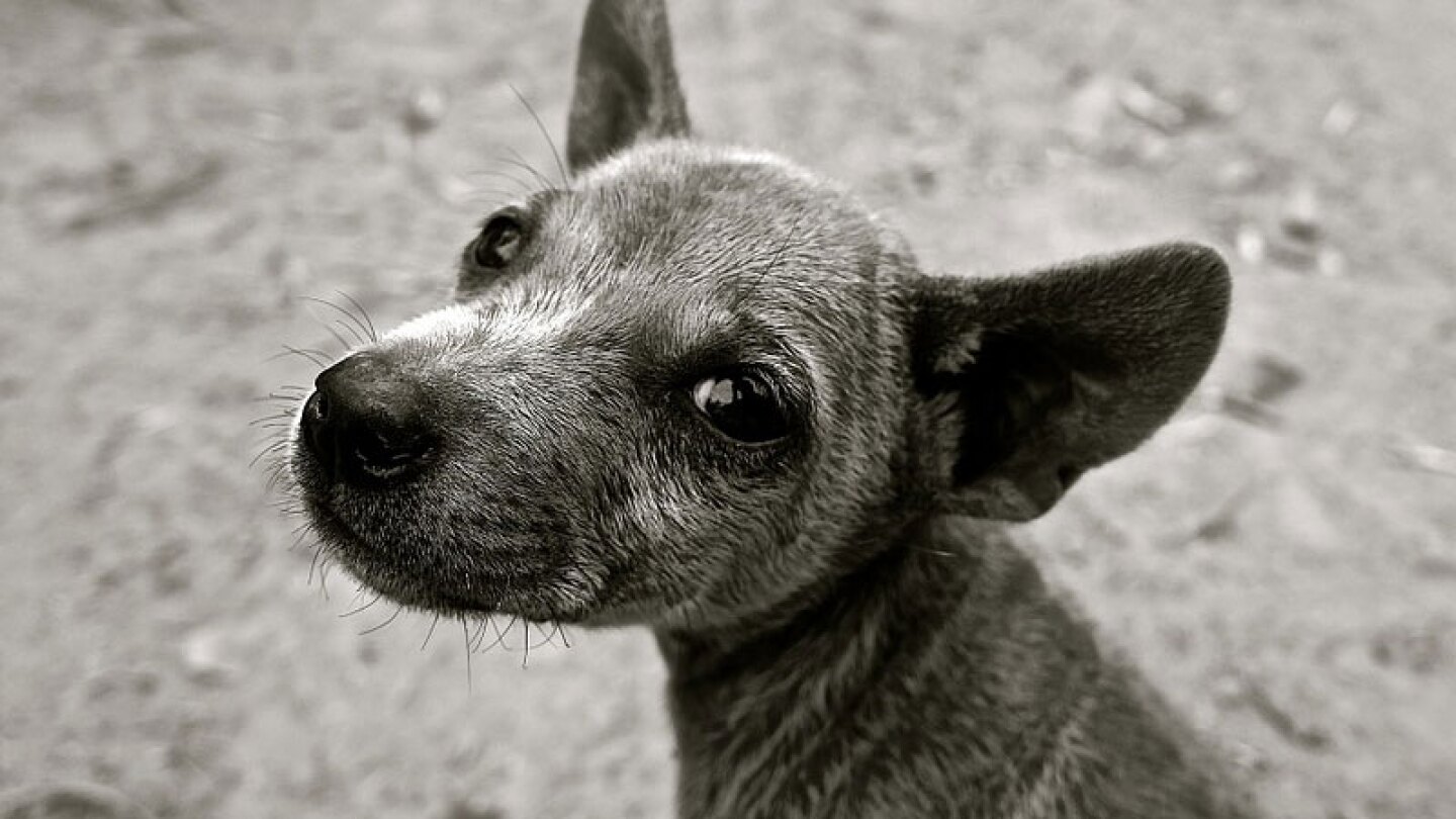 Hombre patea a su perro y enfrenta problemas legales 