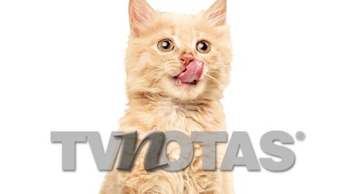 Conoce las partes del cuerpo de tu gato