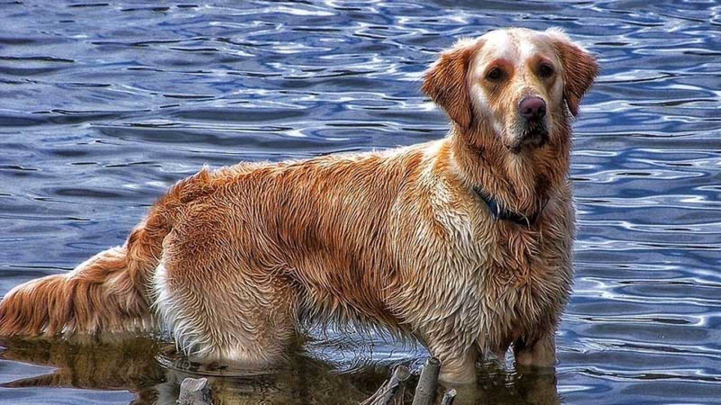 Todavía existen personas que se preocupan y ayudan a los perritos.