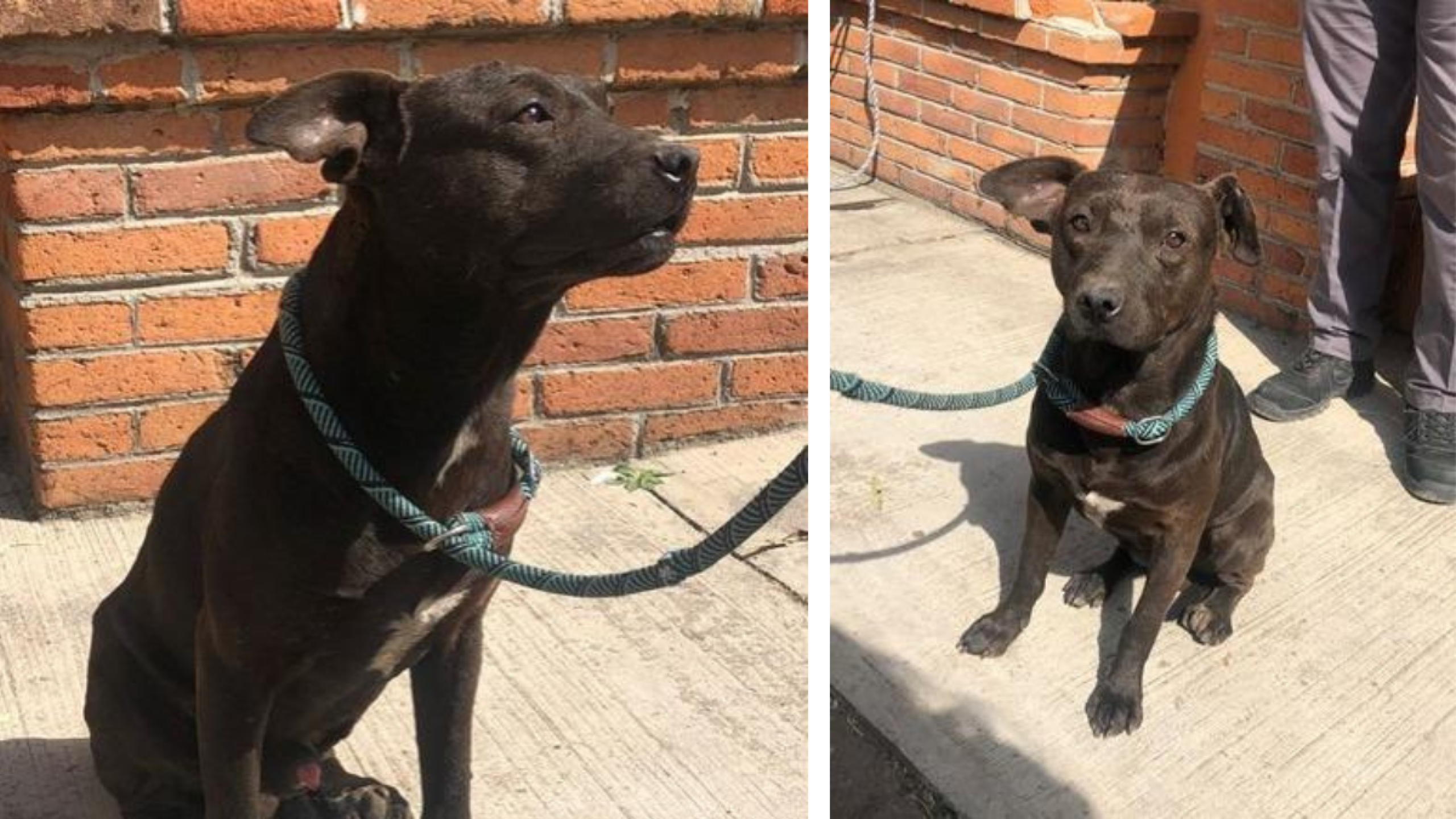 Rescate de perros en el Estado de México