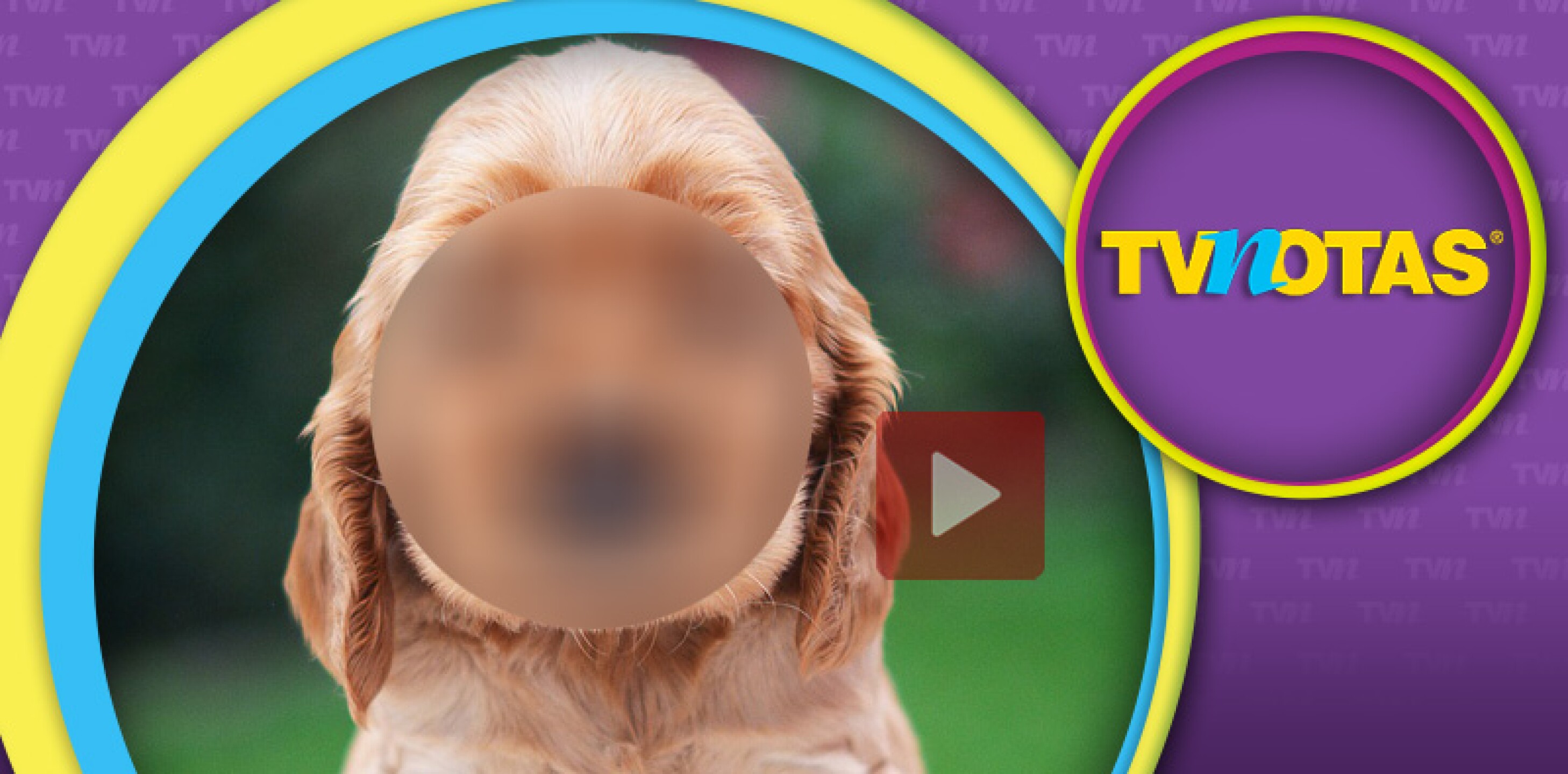Aparece increíble video de perrito con cara de humano y está causando furor mundial