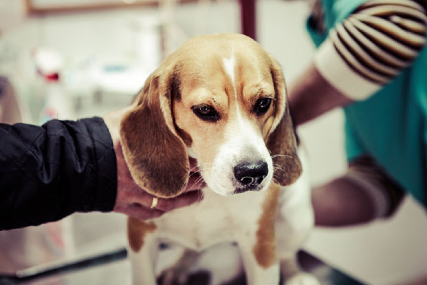 Tendrá quirófano, sala de espera y de adopciones.