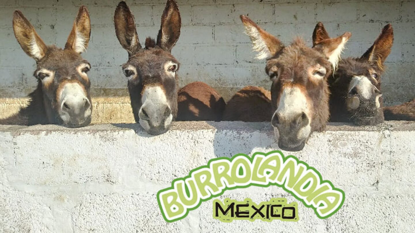 'Burrolandia' fue fundada en 2006 en el municipio de Otumba, Edomex