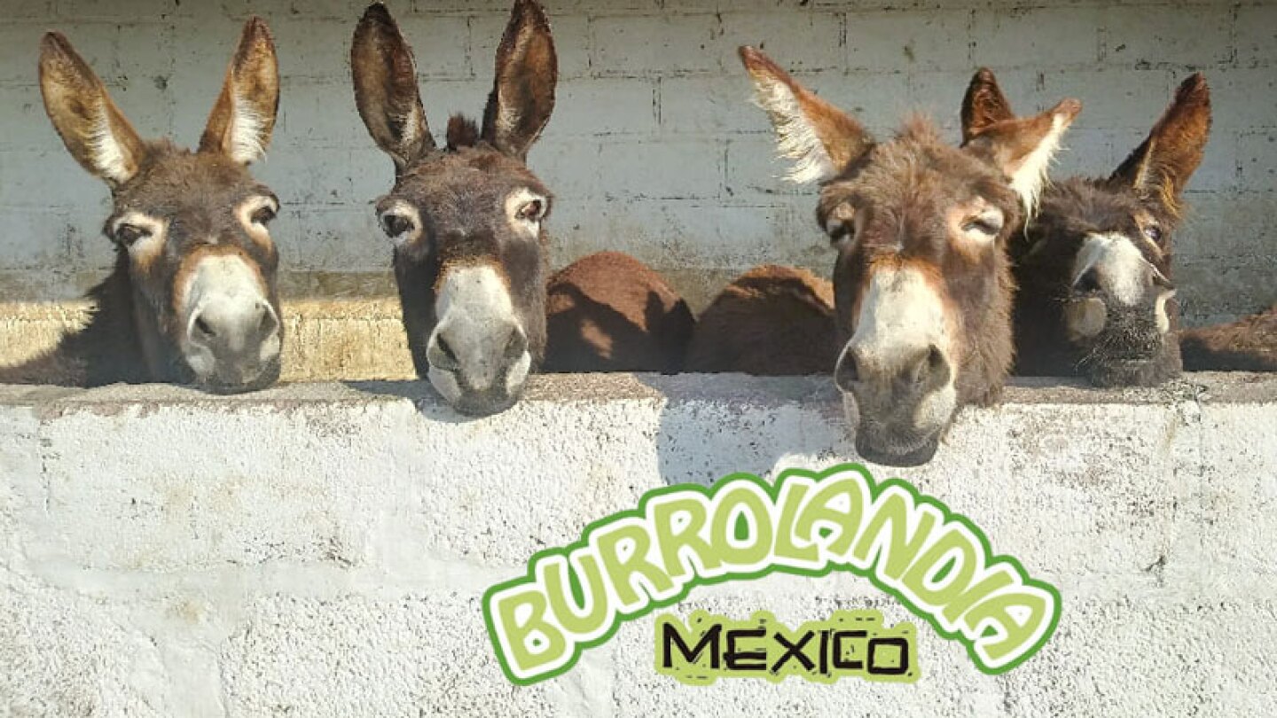 'Burrolandia' fue fundada en 2006 en el municipio de Otumba, Edomex 