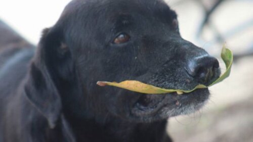 El canino se dio cuenta de la manera en que la gente pagaba, les copió y la respuesta que tuvo fue esta…