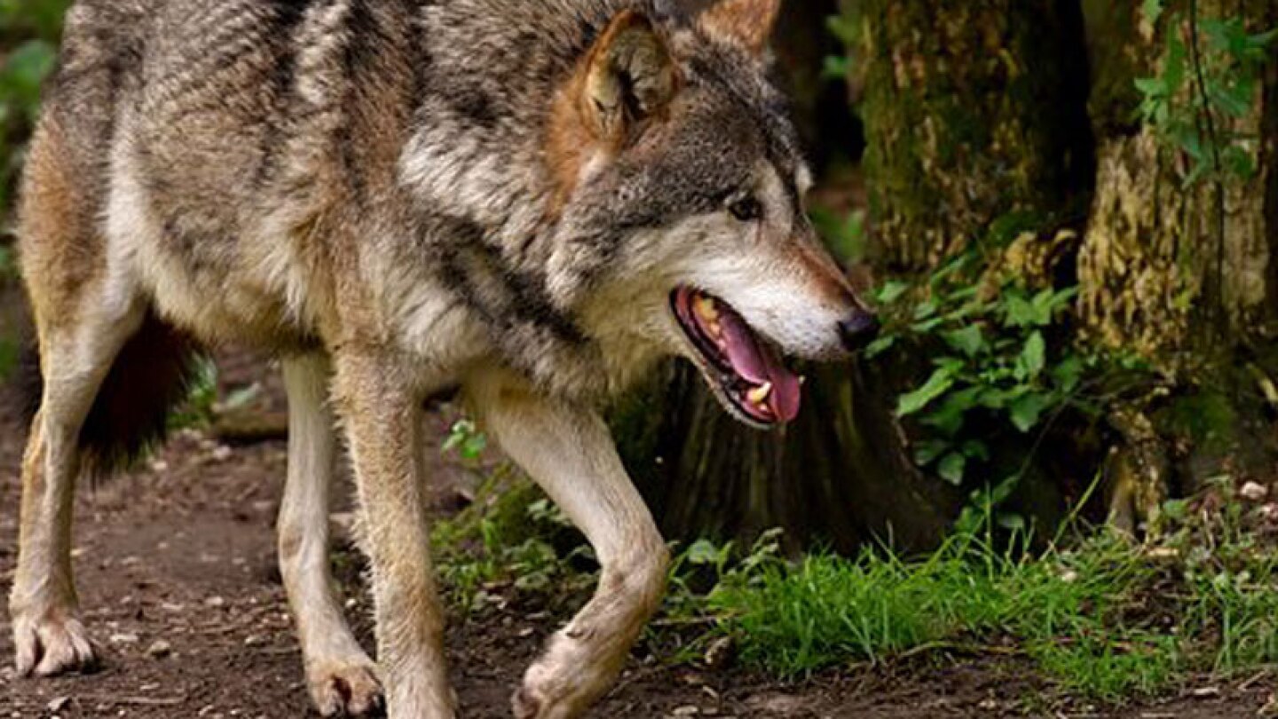 Ciervo ataca a lobo